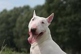 BULL TERRIER MINIATURE 108